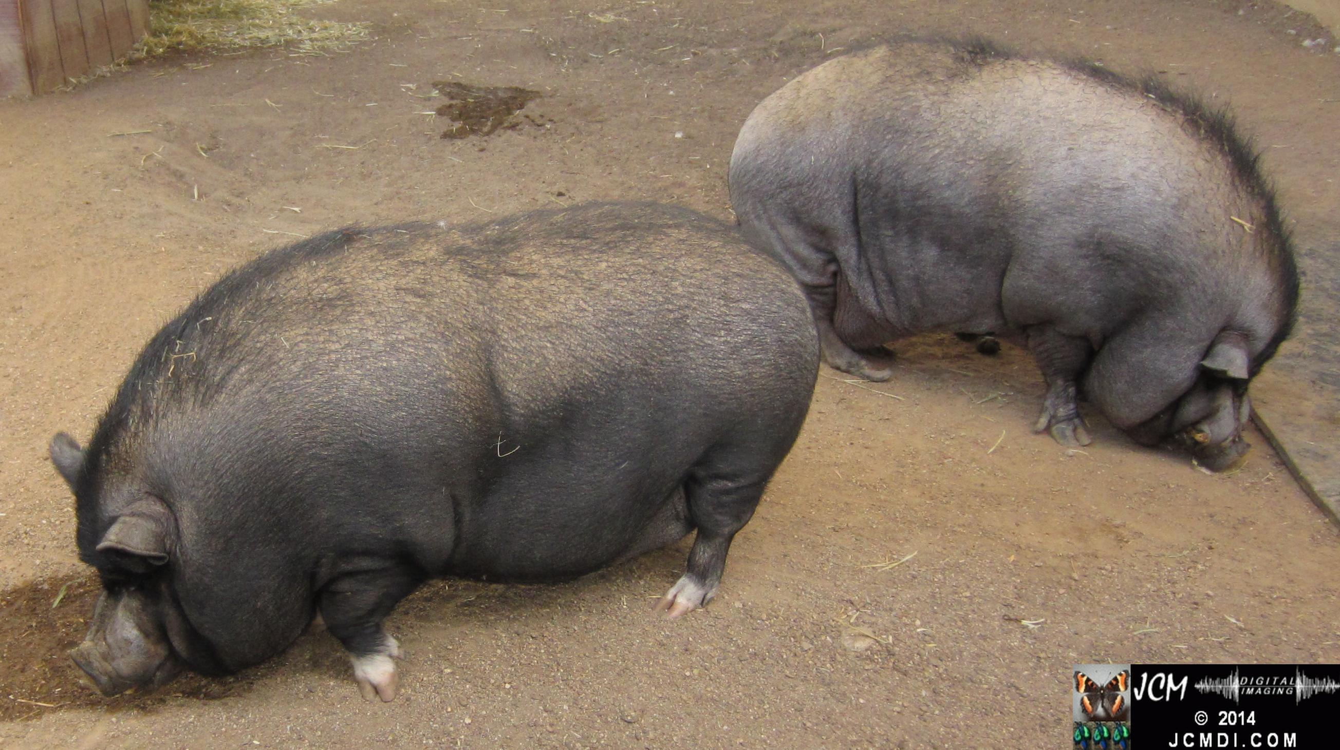 Hart Park Zoo Pot Bellied Pig